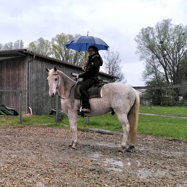 Beritt & Training